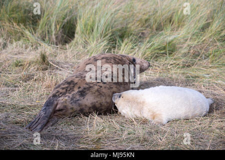 Donna Nook, Lincolnshire, Großbritannien - 16.November: Cute flauschige Neugeborene Kegelrobbe pup Krankenpflege, trinken Milch seiner Mutter am 16. Nov. 2016 Donna Nook Dichtung San Stockfoto