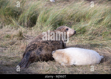 Donna Nook, Lincolnshire, Großbritannien - 16.November: Cute flauschige Neugeborene Kegelrobbe pup Krankenpflege, trinken Milch seiner Mutter am 16. Nov. 2016 Donna Nook Dichtung San Stockfoto