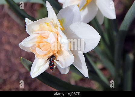 Zwei sanfte weiße Blüten mit orangefarbenen Blütenblättern und schwarze Käfer mit roten Streifen Stockfoto