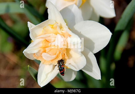 Zwei sanfte weiße Blüten mit orangefarbenen Blütenblättern und schwarze Käfer mit roten Streifen Stockfoto