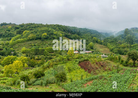 Weinbau in der hügeligen "Vale dos Vinhedos', Rio Grande do Sul, Brasilien, Lateinamerika Stockfoto