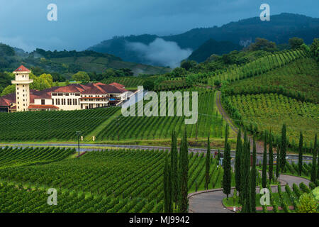 Weingut 'Miolo' umgeben von Weinbergen, Vale dos Vinhedos, Rio Grande do Sul, Brasilien, Lateinamerika Stockfoto