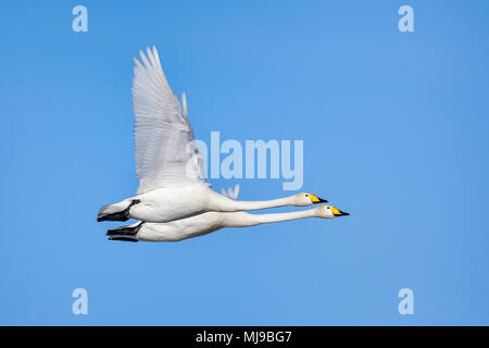 Singschwan Paar in perfekter Harmonie. Stockfoto