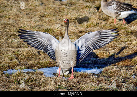 Graugans zeigt allen, dass er für Frühling Aktivitäten bereit. Stockfoto