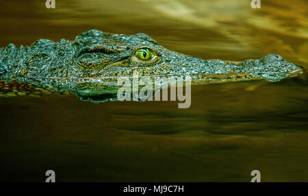 Krokodil Seitenansicht in Wasser Stockfoto