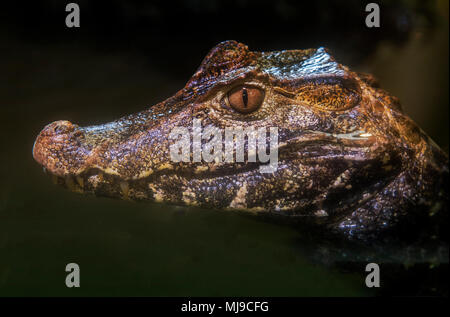 Krokodil Seitenansicht in Wasser Stockfoto