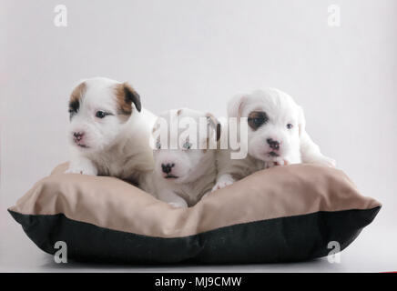 Drei kleine Welpen der Rasse Jack Russell Terrier zusammen auf einem Kissen. Stockfoto