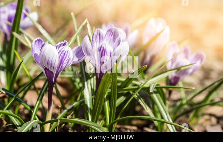 Die ersten Frühlingsblumen Krokusse. Weiße Feder duftenden Blüten der Krokusse und grünes Gras. Frühling helle floral background. Sanfte Symbol des Frühlings. Stockfoto