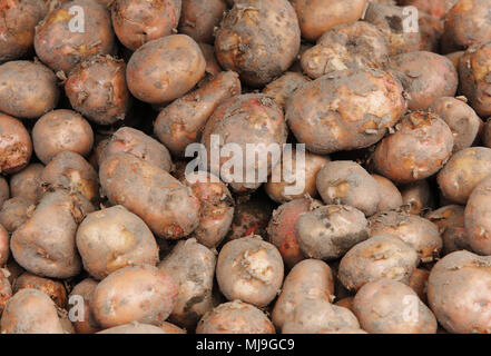 Nahaufnahme von frischen Kartoffeln. Stockfoto