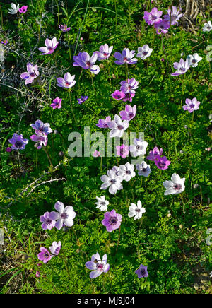 In der Nähe der Anemone coronaria Poppy Anemone wachsen auf den Zypern Landschaft Stockfoto