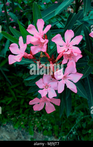 Eine Nahaufnahme der Oleander nerium wachsen auf den Zypern Landschaft Stockfoto