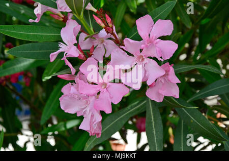 Eine Nahaufnahme der Oleander nerium wachsen auf den Zypern Landschaft Stockfoto