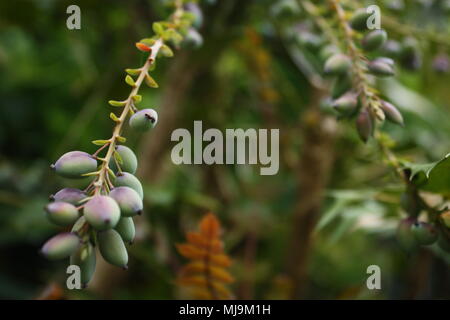 Eine sorgfältige Kontrolle der Knospen, die neues Leben im Frühling im Süden von England einverstanden. Stockfoto