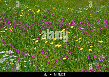 Ein Feld in der Zypern Landschaft mit Gladiolus italicus Tordylium und chrysanthemum coronarium wild wachsenden Stockfoto