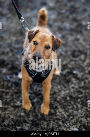Süße kleine Terrier für Fotos posiert Stockfoto