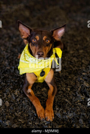 Cute Mongrelo hund Wohnzimmer mit banadana Stockfoto
