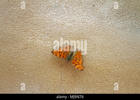 Südliche komma Schmetterling lateinischer Name egea oder polygonia c-Album auf eine Wand im Sommer in Italien Stockfoto