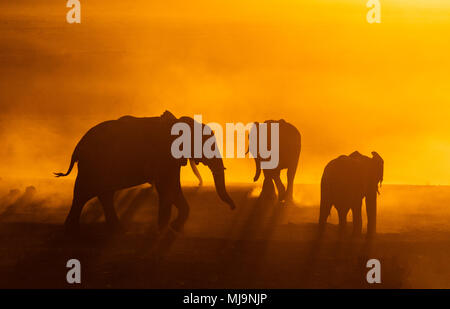 Afrikanische Elefanten vor der Silhouette Sonnenuntergang Stockfoto