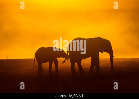 Afrikanische Elefanten vor der Silhouette Sonnenuntergang Stockfoto