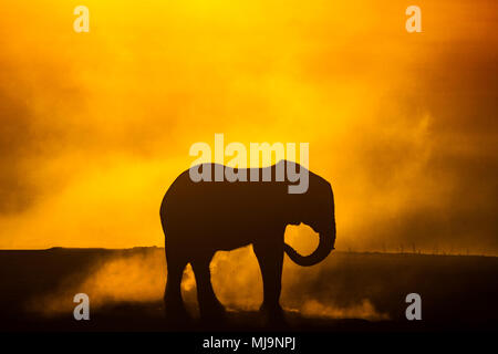 Afrikanische Elefanten vor der Silhouette Sonnenuntergang Stockfoto