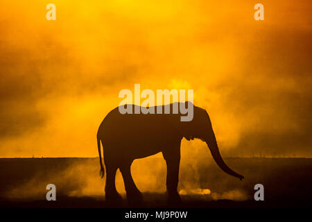 Afrikanische Elefanten vor der Silhouette Sonnenuntergang Stockfoto