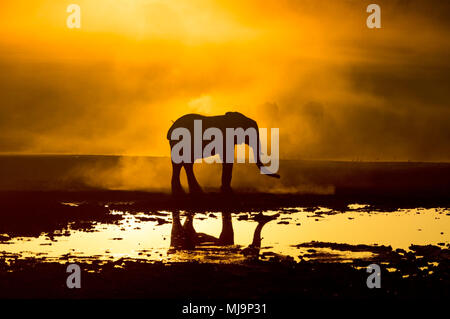 Afrikanische Elefanten vor der Silhouette Sonnenuntergang Stockfoto