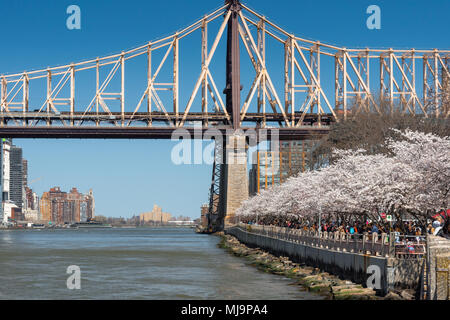 New York, USA - 21. April 2018: Roosevelt Island Cherry Blossom Festival lockt Tausende von Menschen Stockfoto