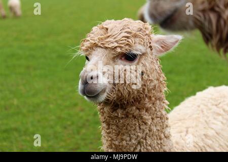 Eine weibliche Alpaka in einem Feld in einem Alpaka Farm in Großbritannien. Stockfoto