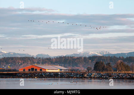 Wilde Gänse über die Landschaft von Vancouver's Festland fliegen, im Hintergrund die Rocky Mountains, im Vordergrund das Wasser von Boundary Bay Stockfoto