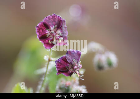 Geranium phaeum Stockfoto
