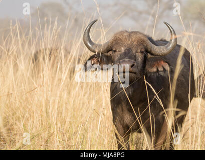 Kaffernbüffel (Syncerus Caffer) Feeds in Golden langes Gras in den Bwabwata National Park, Caprivi Strip, Namibia. Stockfoto