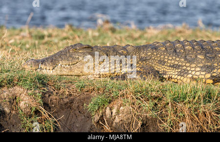 Nilkrokodil (Crocodylus niloticus) Aalen in der Sonne am Ufer des Chobe River zwischen Botswana und Namibia Stockfoto