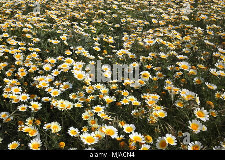 Wiese von wilden Blumen in Griechenland Stockfoto