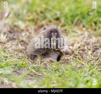 Tal Pocket Gopher (Thomomys bottae), die sich aus dem Graben. Stockfoto