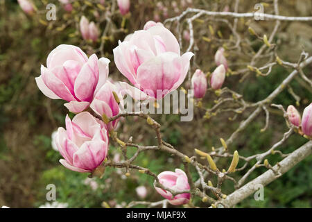 Anlage Laubbäume Magnolia, Zweig mit einigen Blumen Stockfoto