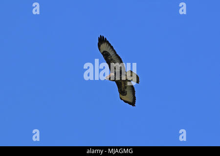 Oder Mäusebussard Buteo buteo oder poiana Raptor in der Nähe der Explosion im Flug in Italien Stockfoto
