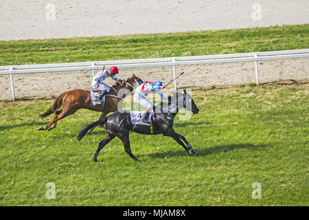 Galoppieren Rennen Pferde und Jockeys in racing Wettbewerb Stockfoto