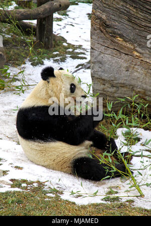 Panda Bär essen Bambus Blatt Stockfoto
