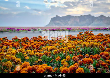 Low Angle Shot von Blume am Straßenrand mit Hügeln und auf alten Wachturm im Hintergrund. Bild von Muscat, Oman. Stockfoto