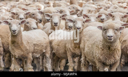 Herde von Merino Schafen in der weiten Landschaft von New Zealands Noth Island Stockfoto