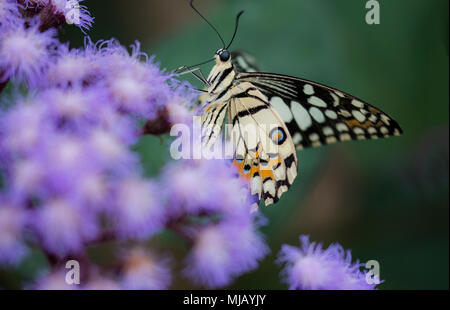 Creme- und Orangefarbene Schwalbenschwanz auf einer buddlea Bush Stockfoto