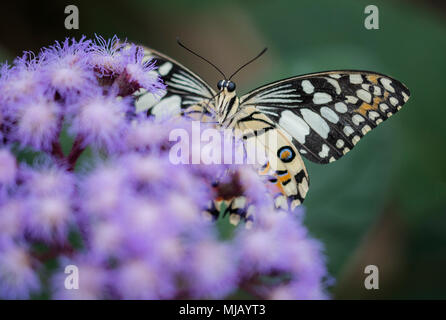 Creme- und Orangefarbene Schwalbenschwanz auf einer buddlea Bush Stockfoto