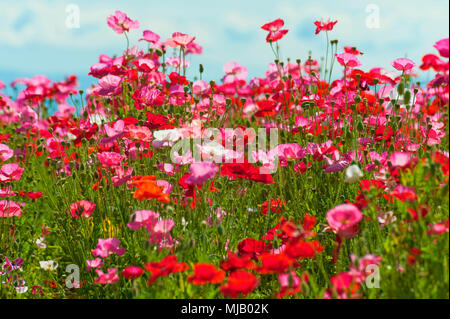 Nahaufnahme von einem Feld oder rot, rosa und weißen Mohn unter einem bewölkten Himmel Stockfoto
