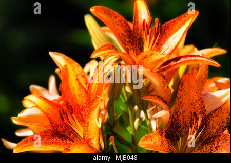 Sonnenlicht erhellt ein Cluster von orange Taglilien Stockfoto