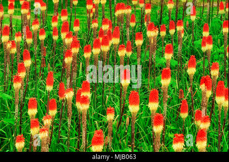 Die hellen und farbenfrohen Bereich der Red Hot Poker Blumen Stockfoto