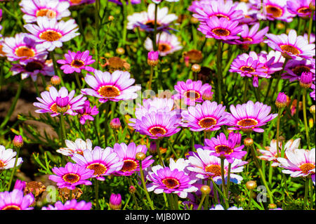 Ein Bett von Astern in lila und rosa Färbung. Stockfoto