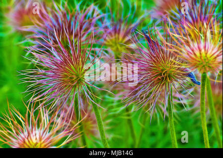 Atemberaubende zarte noch fett Aster Blumen in voller Blüte. Stockfoto