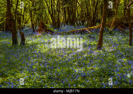 Ein Teppich von glockenblumen in einem englischen Waldlandschaft Stockfoto