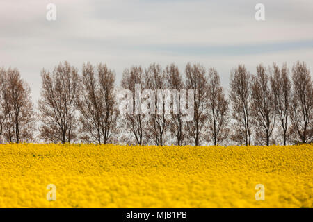 Ein FEILD von gelben Öl Rapsöl. Stockfoto