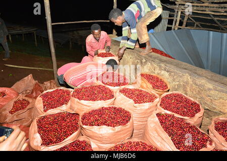 Arbeitnehmer bei Mordecoffee Kaffee Mühle, (Shakiso, Äthiopien) den ersten Tag der Ernte der Kaffeekirschen zu verarbeiten Stockfoto